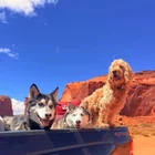 Lost Dog in Tooele County