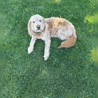 Lost Dog in Tooele County