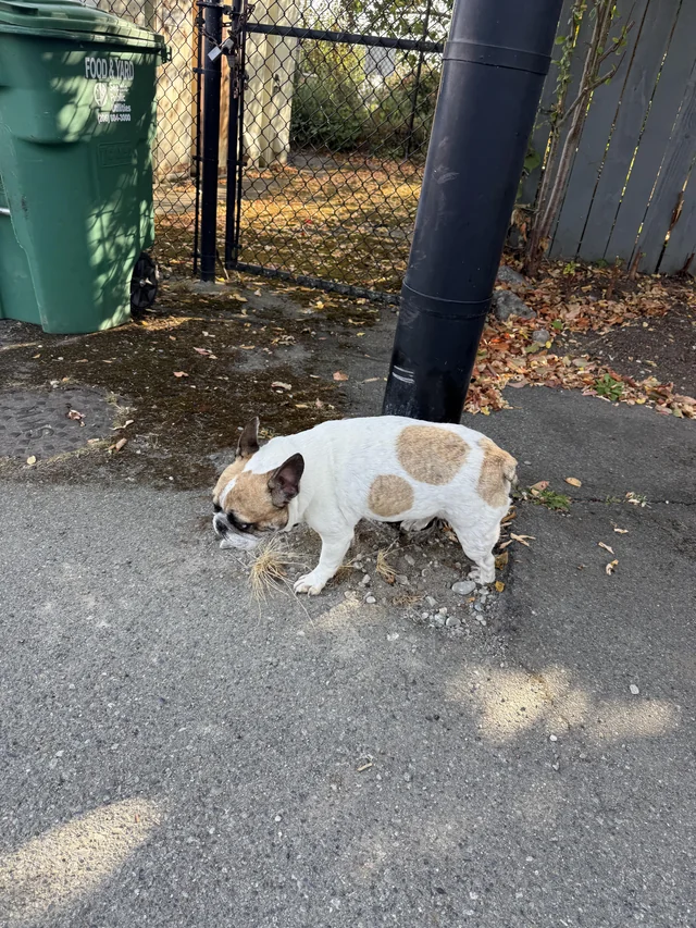Found dog