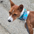 Lost Dog in Carmichael