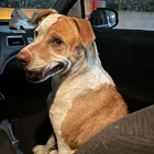 Found Dog in National City