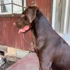 Found dog