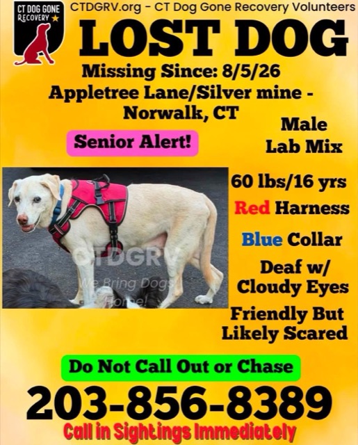 Lost Dog in Norwalk