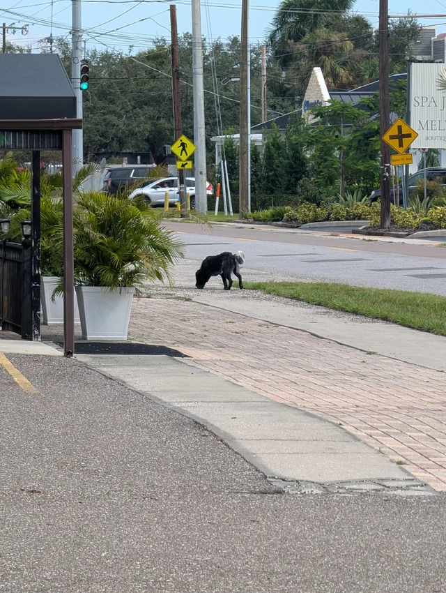 Found Dog in Tampa