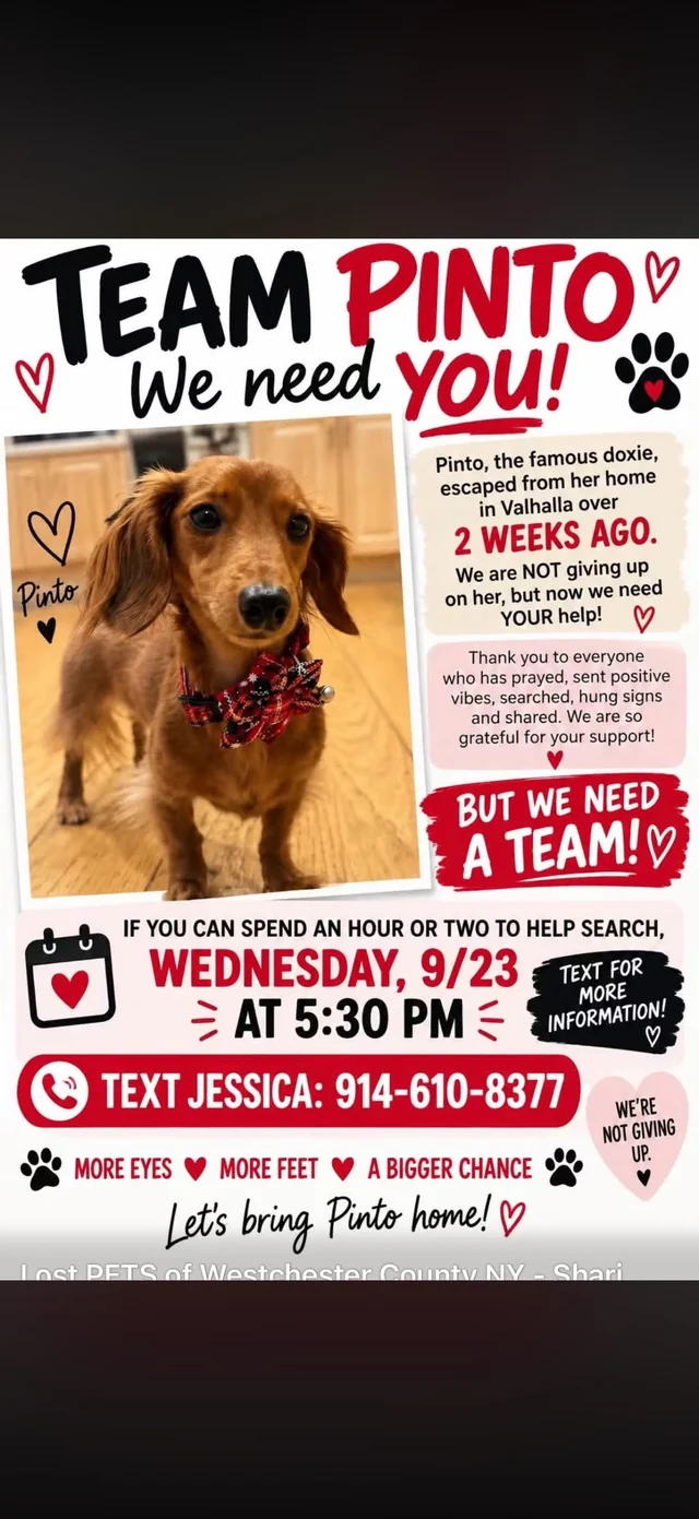 Lost Dog in Valhalla