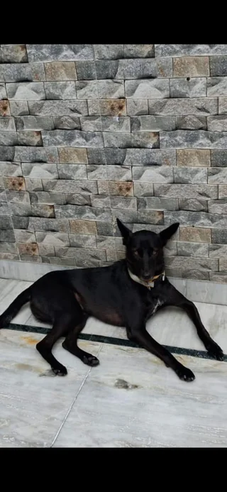 Lost Dog in Delhi