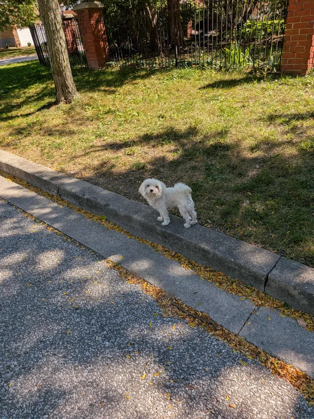Found dog