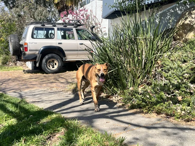 Found dog