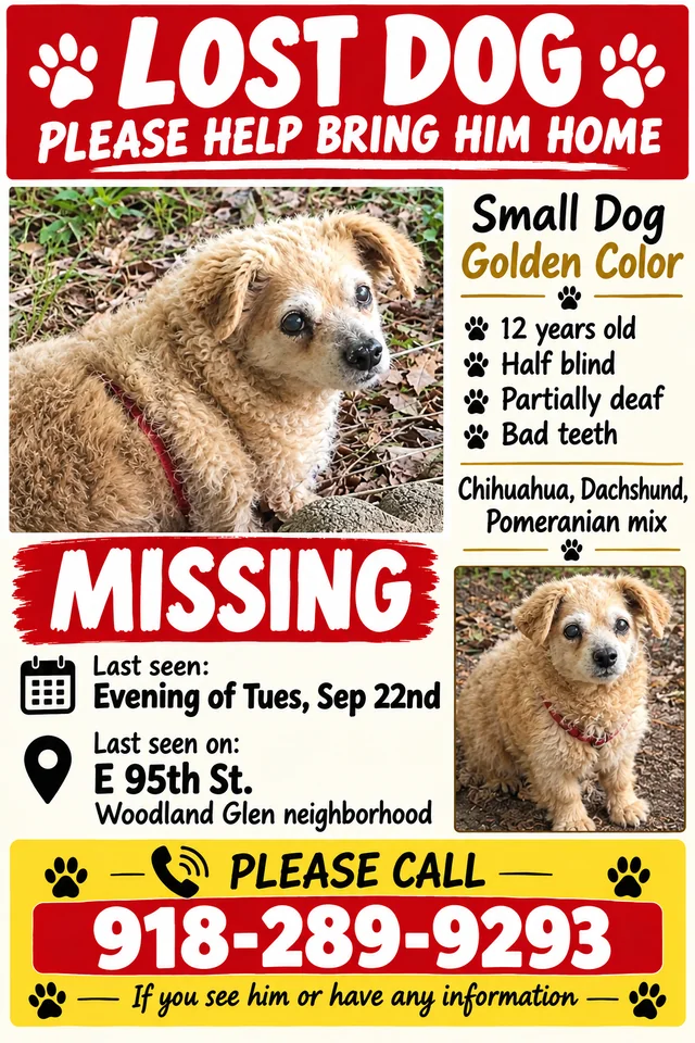 Lost dog