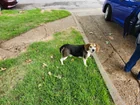Found dog