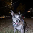 Found dog