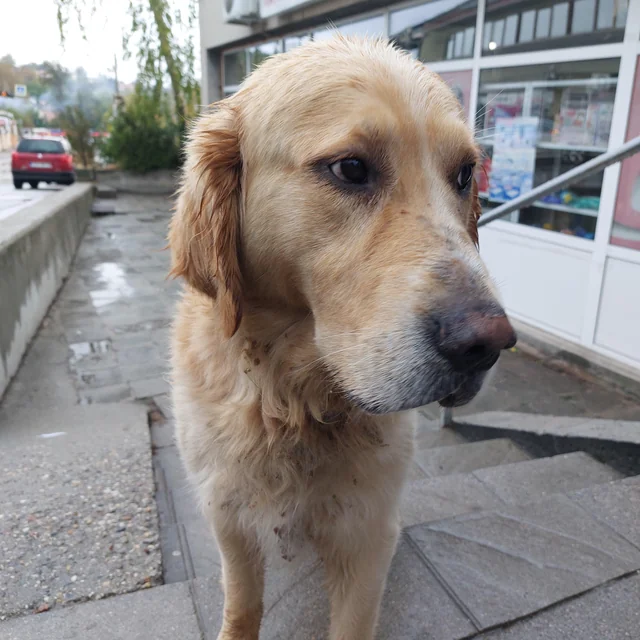 Found Dog in Bistrica