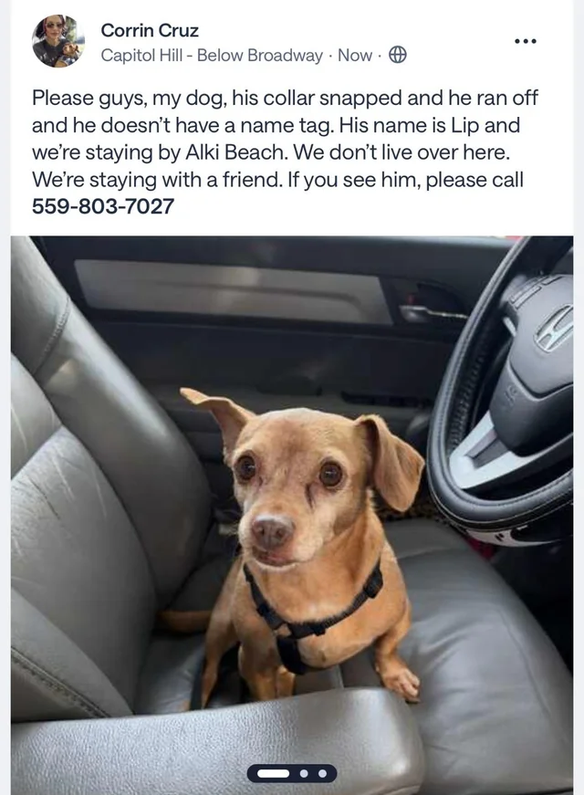 Lost dog