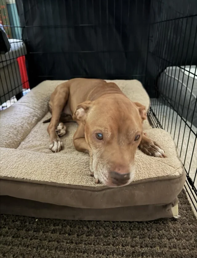 Lost Dog in Washington