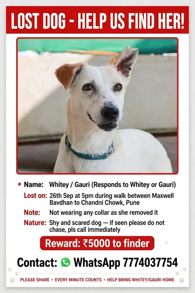 Lost Dog in Pune