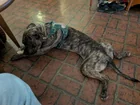Lost dog
