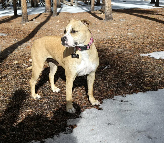 Lost Dog in East Colfax