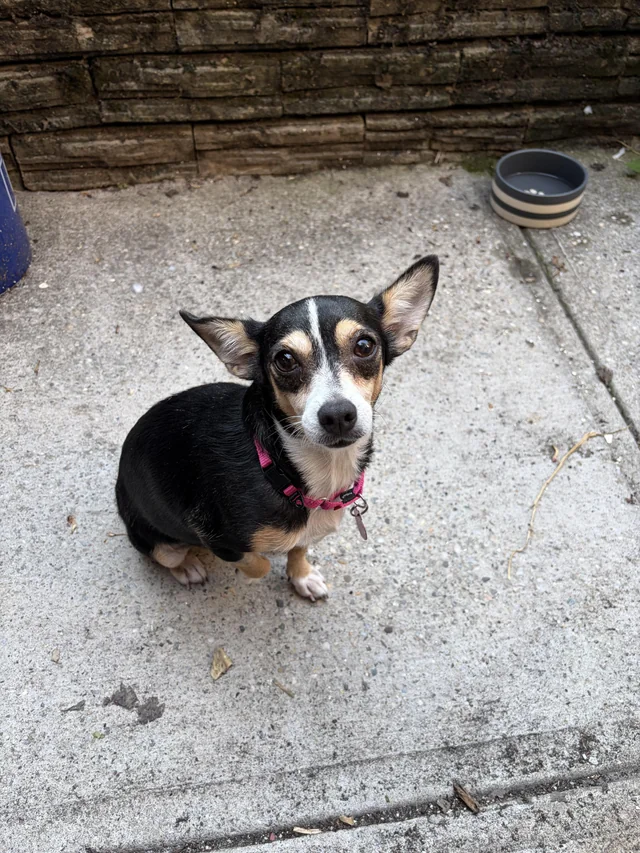 Lost dog