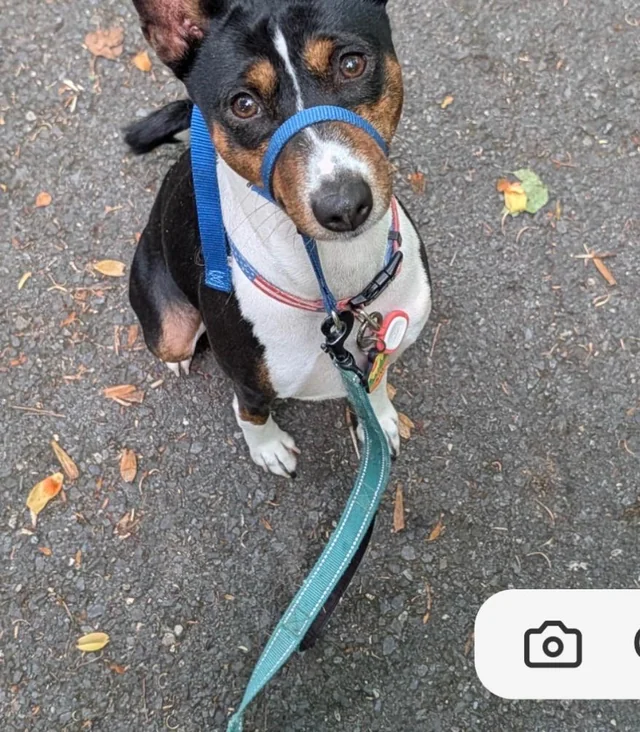Lost Dog in Columbia