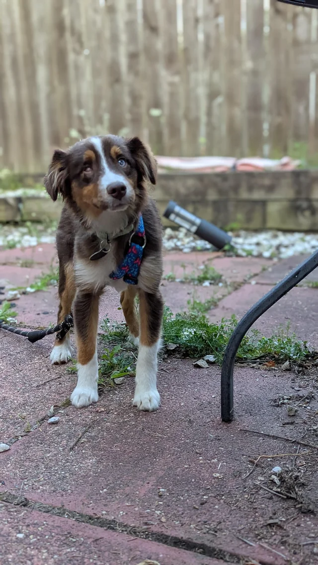 Lost dog