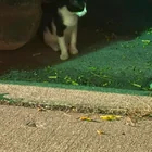 Found Cat in Winona And Winthrop