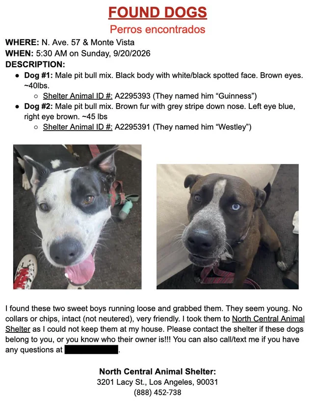 Found dog