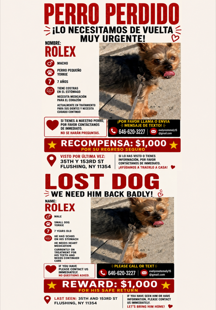 Lost Dog in Flushing