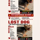 Lost dog