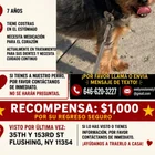 Lost Dog in Flushing