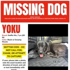 Lost Dog in Missouri City
