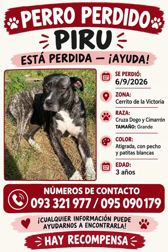 Lost Dog in Montevideo