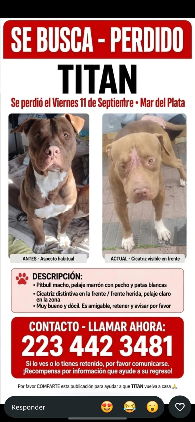 Lost Dog in Mar Del Plata
