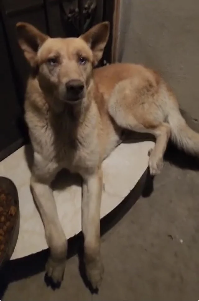 Lost Dog in Tijuana
