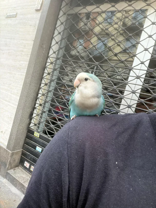 Found bird