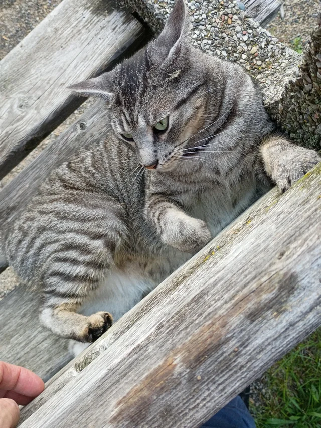 Found cat
