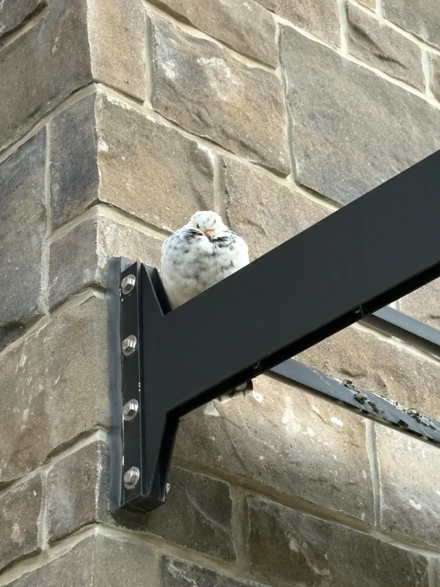 Found bird