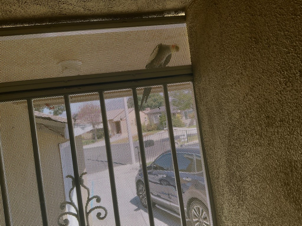 Found Bird