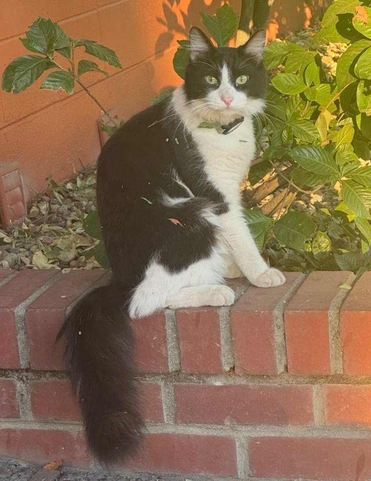 Found Cat