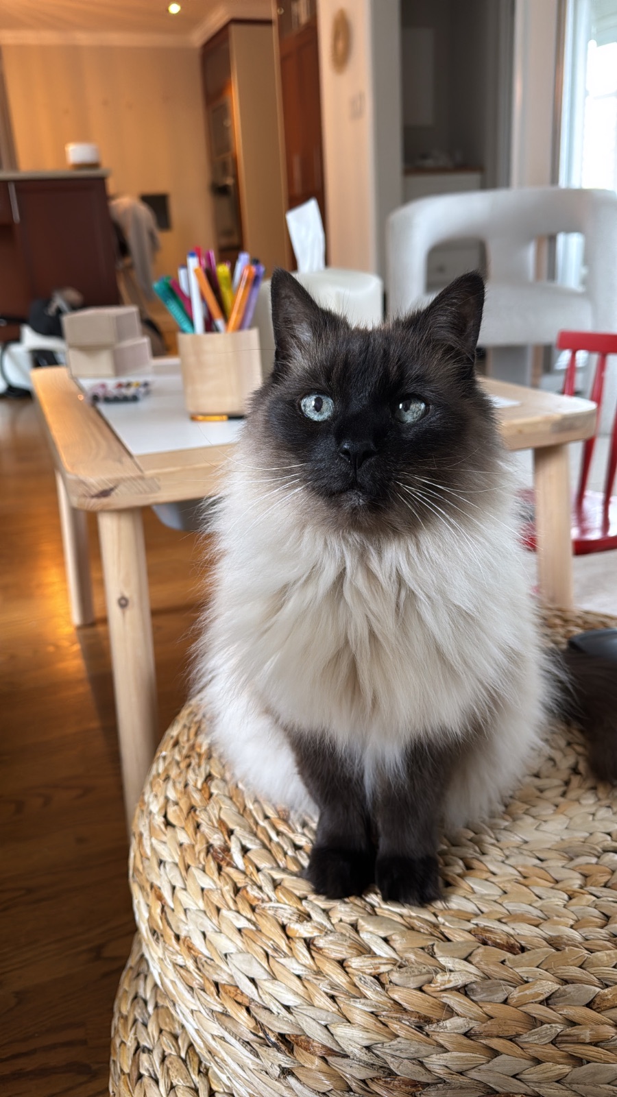 Lost Cat in Ottawa