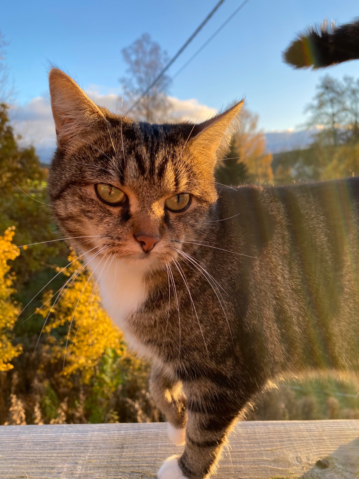 Lost Cat