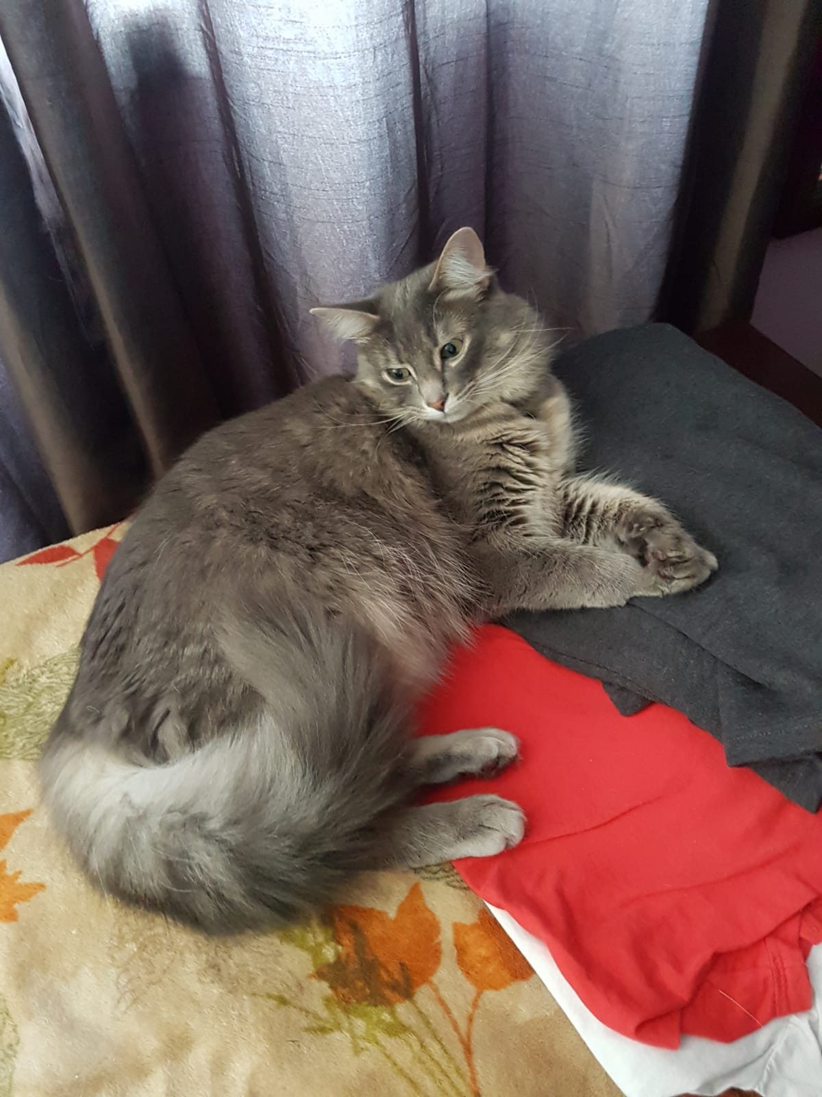 Lost Cat in Connelly Place