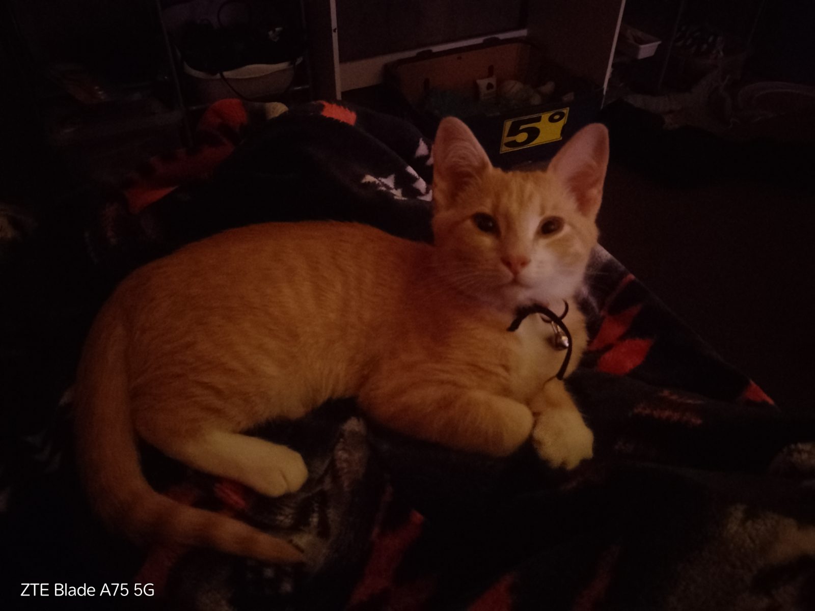 Lost Cat