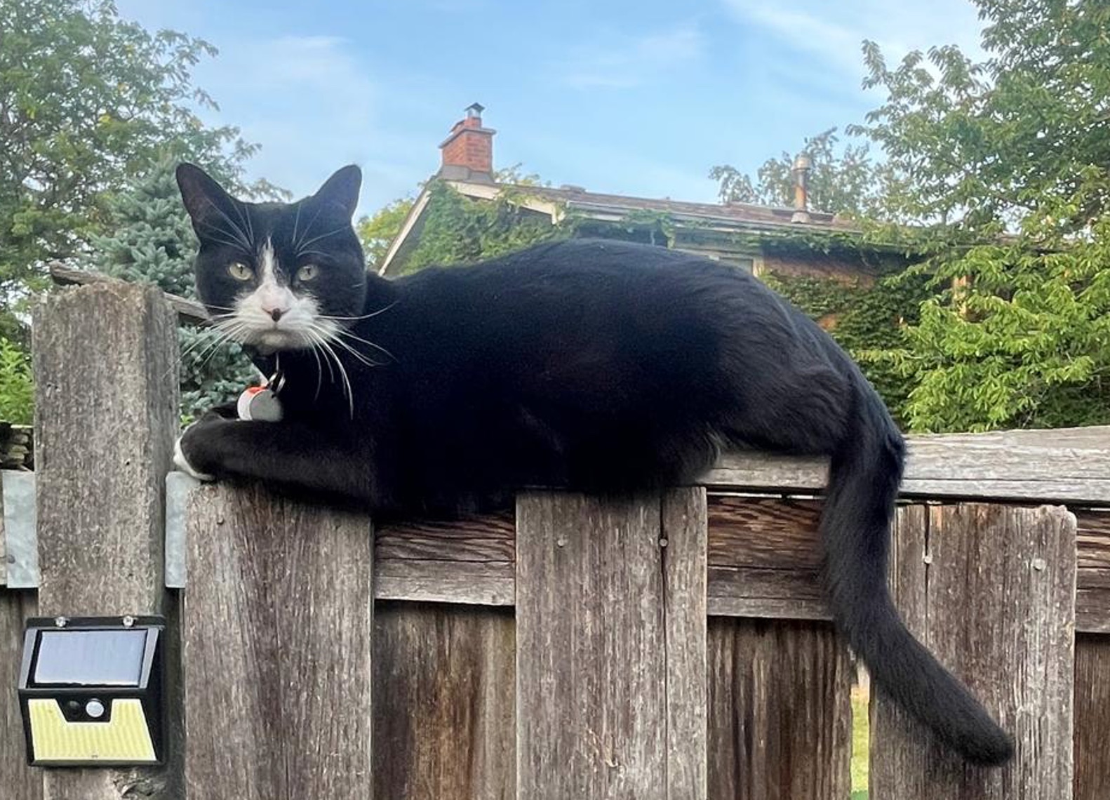 Lost Cat