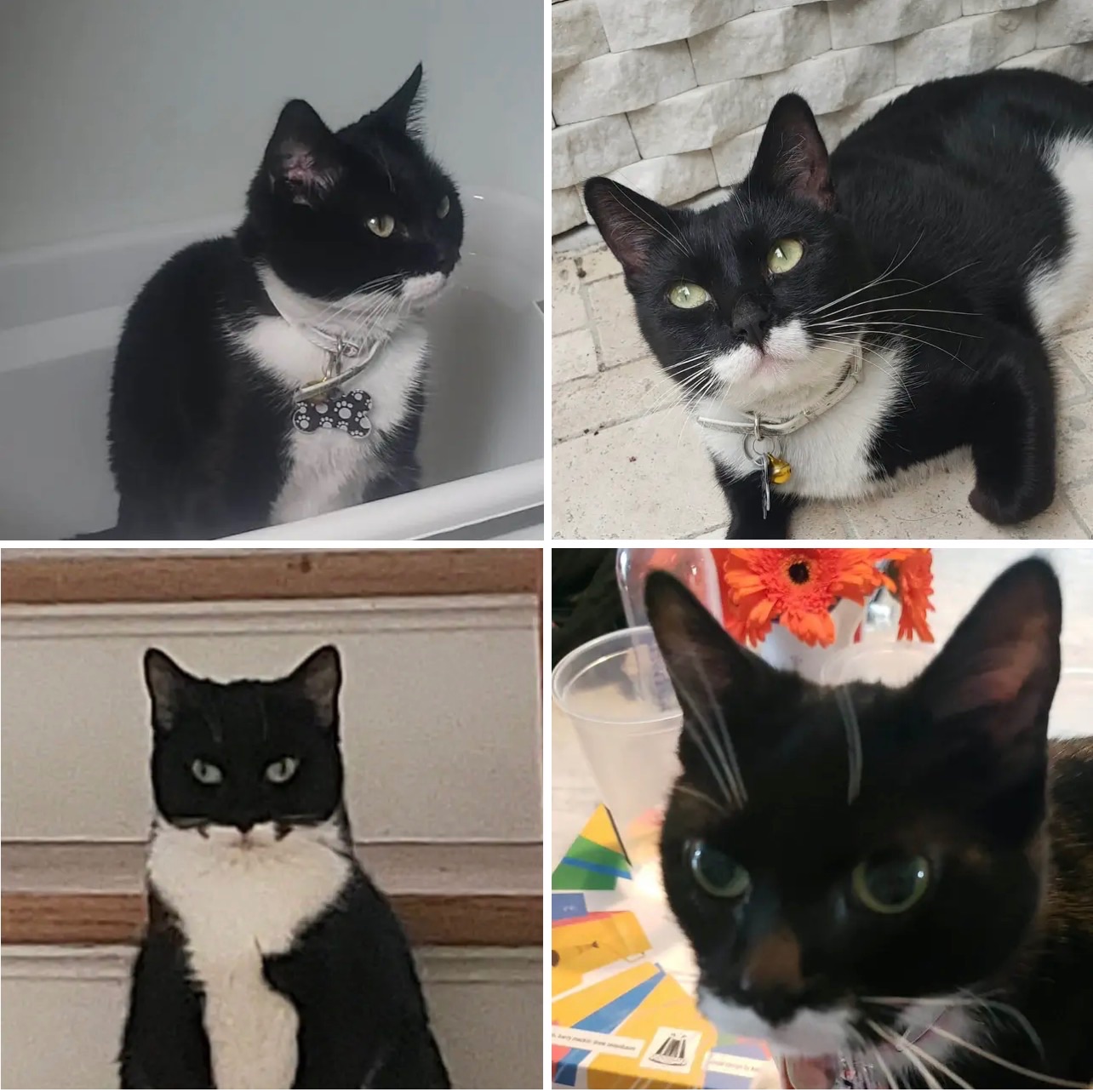 Lost Cat in Sunalta School Area